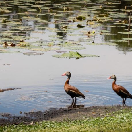 Ducks at lake